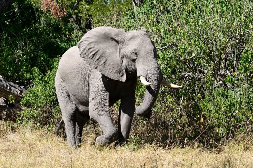 Moremi Game Reserve (Botswana) - Eléphant(VO-25-0872 E.jpg)
